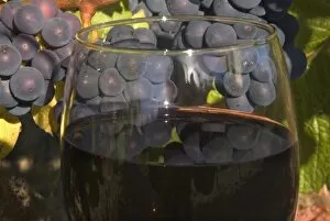 Glass of Pinot Noir wine in front of Pinot Noir grape cluster on the vine in the Sherwood area