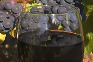 Glass of Pinot Noir wine in front of Pinot Noir grape cluster on the vine in the Sherwood area