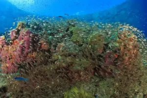 Uninhabited Prints: Glassfish Sweepers schooling (Parapriacanthus ransonneti)