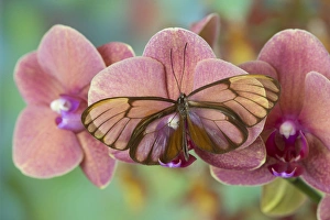 Images Dated 18th December 2014: Glasswing Butterfly, Godyris duilia