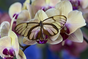 Resting Prints: Glasswing Butterfly, Godyris duilia