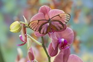Images Dated 18th December 2014: Glasswing Butterfly, Godyris duilia