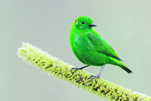 Choco Forest Prints: Glistening-green tanager in the Choco Forest of Ecuador