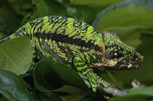 Images Dated 28th December 2005: Globular chameleon (Calumma globifer) eastern forest within the Anjozorabo corridor