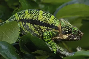 Secondary Growth Prints: Globular chameleon (Calumma globifer) eastern forest within the Anjozorabo corridor