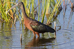 Wading Prints: Glossy Ibis (Plegadis falcinellus) Viera Wetlands, Brevard County, Florida