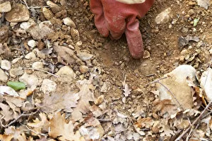 A gloved finger pointing to a truffle in the soil at La Truffe de Ventoux truffle farm