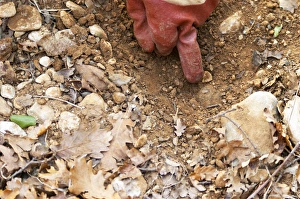 Images Dated 24th May 2007: A gloved finger pointing to a truffle in the soil at La Truffe de Ventoux truffle farm