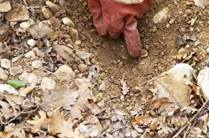 Point Prints: A gloved finger pointing to a truffle in the soil at La Truffe de Ventoux truffle farm