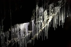 Geological Formation Prints: Glow Worms, Ruakuri Caves, Waitomo, King Country, North Island, New Zealand