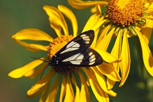Gnophaela vermiculata butterfly on Rudbeckia in Kebler Pass