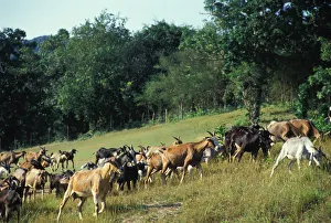 Jamaica Prints: Goat Herd