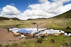 Herder Prints: Goat and horse herd tended by oromo children near Kotera Plain
