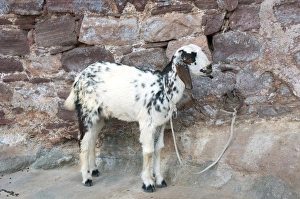 Rope Prints: Goat, Jodhpur, Rajasthan, India