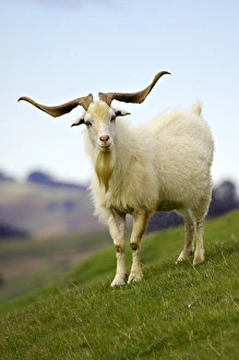Instrument Prints: Goat, Taieri, near Dunedin, South Island, New Zealand