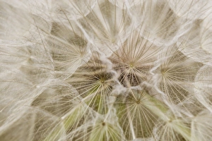 Herb Prints: Goatsbeard aka Yellow Salisfy seeds in summer in Whitefish, Montana, USA