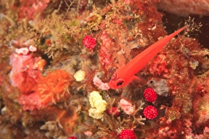 Images Dated 31st August 2007: Goby, Tulamben, North Bali, Indonesia