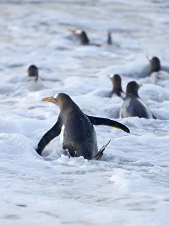 Malvinas Prints: Going to the sea on a beach. Gentoo Penguin in the Falkland Islands in January