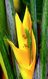 Images Dated 24th January 2024: Gold dust day gecko Hawaii. Gecko native to Madagascar Introduced into Hawaii