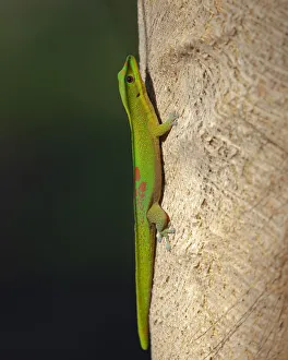 Images Dated 16th February 2017: Gold dust day gecko, Phelsuma laticarda, Kapoho, Hawaii