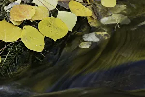 Mountains Prints: Golden aspen leaves and small stream in autumn, Owl Creek Pass, San Juan Mountains