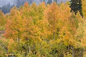 Little Cottonwood Prints: Golden Aspen Trees, in fall colors