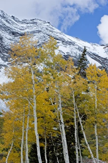 Golden Aspen Trees in fall colors with snow on Mount Superior, Little Cottonwood Canyon