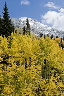 Golden Aspen Trees in fall colors with snow at the top of Snowbird Ski Resort, Little
