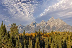 Golden aspen trees and Teton Range in early morning, Grand Teton National Park, Wyoming
