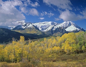 Golden Aspens & Fall, Mt. Timpanogas, Uinta Wasatch Cache-N. F. near Provo, UT