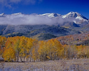 Wasatch Prints: Golden Aspens & Fall, Mt. Timpanogas, Uinta Wasatch Cache-N. F. near Provo, UT