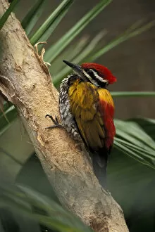 Golden-backed Woodpecker (Dinopium javanese), found in Malaysia, Java, and Borneo