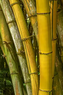 Detail of golden bamboo