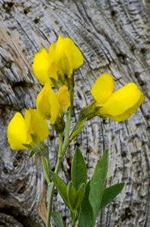 Frank Zurey Prints: Golden Banner, Thermopsis rhombifolia, Fabaceae. Bright yellow flowers from the pea