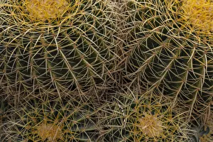 Images Dated 12th March 2021: Golden Barrel Cactus at the Arizona Sonoran Desert Museum in Tucson, Arizona, USA