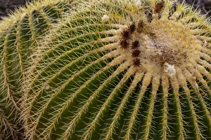 Images Dated 12th March 2021: Golden Barrel Cactus at the Arizona Sonoran Desert Museum in Tucson, Arizona, USA