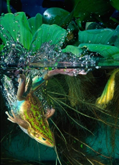 Images Dated 28th February 2007: Golden Bell Frog Diving, Litoria aurea