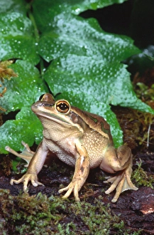 Images Dated 28th February 2007: Golden Bell Frog Litoria aurea Native to Australia