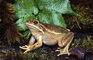 Australian Prints: Golden Bell Frog, Litoria aurea, Native to Australia