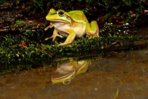 David Northcott Prints: Golden Bell Treefrog, Litoria aurea, Native to Australia, Habitat: Ground Dwelling