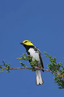 Images Dated 30th April 2006: Golden-cheeked Warbler, Dendroica chrysoparia, male on Mountain Cedar (Juniperus ashei)