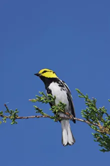 Images Dated 30th April 2006: Golden-cheeked Warbler, Dendroica chrysoparia, male on Mountain Cedar (Juniperus ashei)