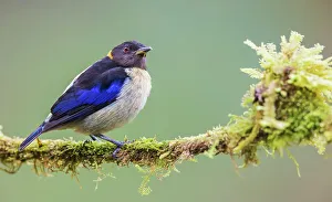 Images Dated 21st June 2023: Golden-collard honeycreeper at home in the endangered Choco Forest of Ecuador