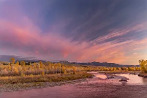 Golden cottonwood and aspen trees at sunset along river bank of Gros Ventre River, Grand Teton National Park, Wyoming