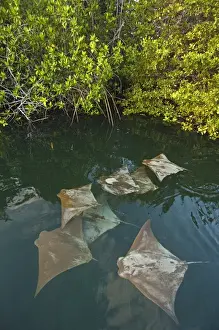 Medium Group Of Animals Prints: Golden Cownose Rays (Rhinoptera steindachneri) Santa Cruz Island, GALAPAGOS ISLANDS