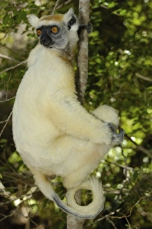Habitat Loss Gallery: Golden-crowned sifaka or Tattersalls sifaka (Propithecus tattersalli) Daraina