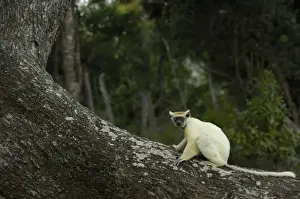 Golden-crowned sifaka or Tattersalls sifaka (Propithecus tattersalli) Daraina