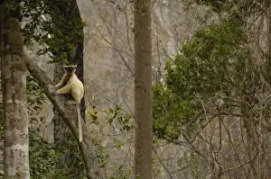 Images Dated 11th November 2005: Golden-crowned sifaka or Tattersalls sifaka (Propithecus tattersalli) Daraina