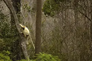 Images Dated 11th November 2005: Golden-crowned sifaka or Tattersalls sifaka (Propithecus tattersalli) Daraina