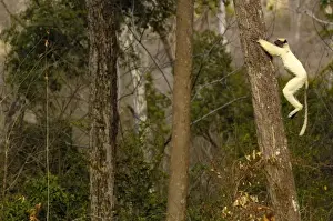 Images Dated 11th November 2005: Golden-crowned sifaka or Tattersalls sifaka (Propithecus tattersalli) Daraina